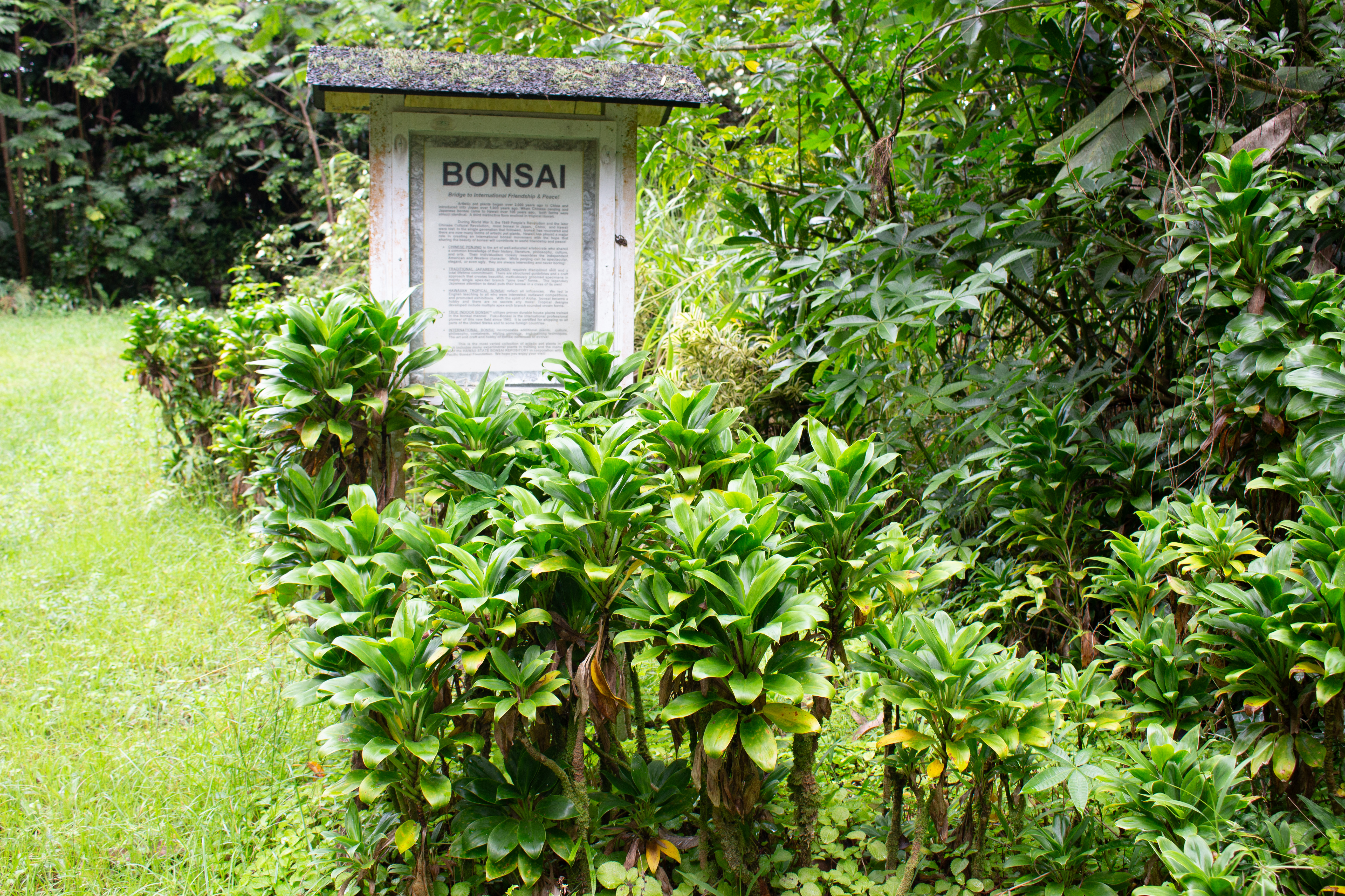 17-856-a Ola'a Road Kurtistown, HI 96760 - Photo 4 of 20