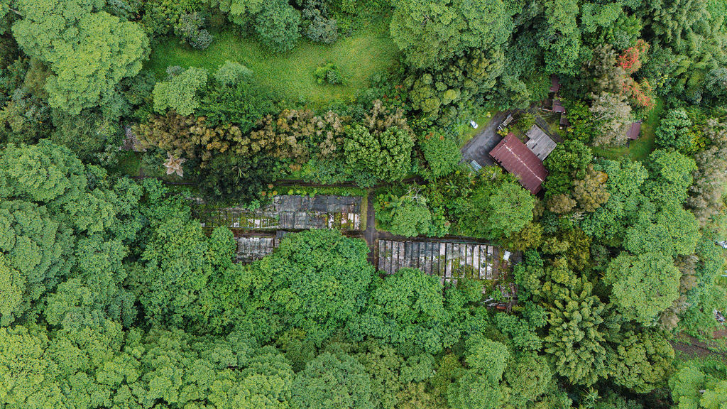 17-856-a Ola'a Road Kurtistown, HI 96760 - Photo 5 of 20 a view of a garden