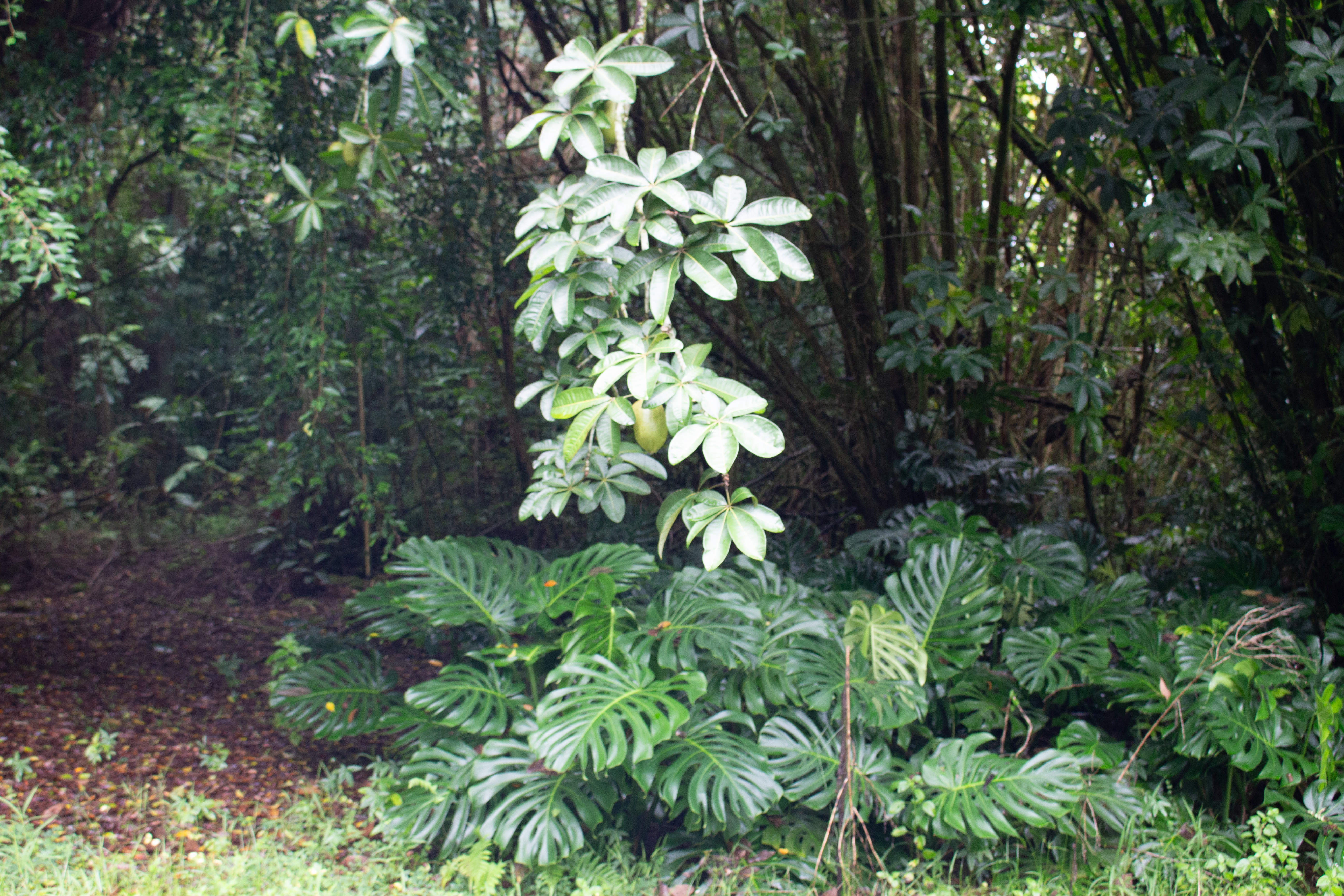 17-856-a Ola'a Road Kurtistown, HI 96760 - Photo 7 of 20