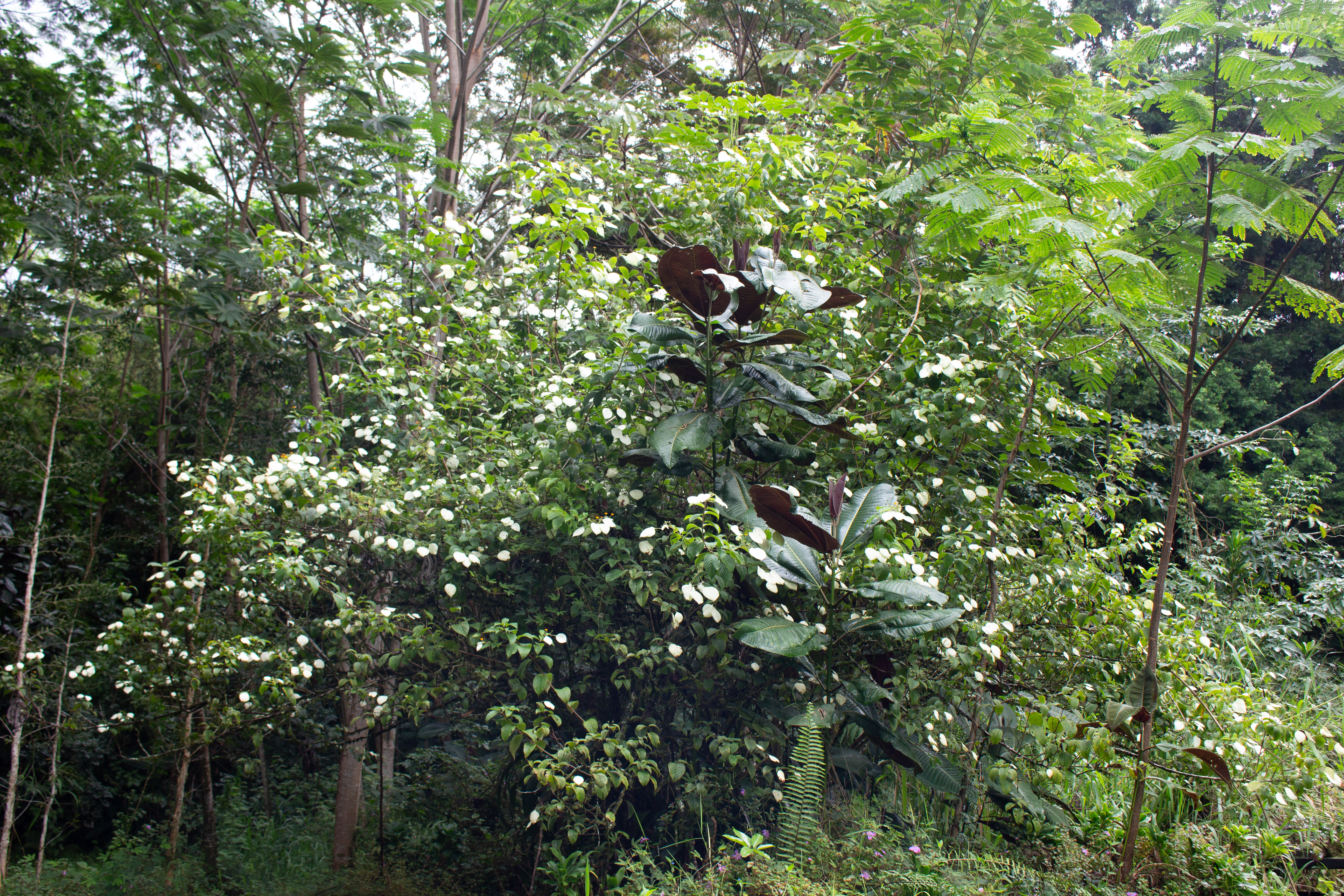 17-856-a Ola'a Road Kurtistown, HI 96760 - Photo 9 of 20 a view of a tree