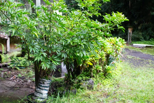 a view of a yard with a trees