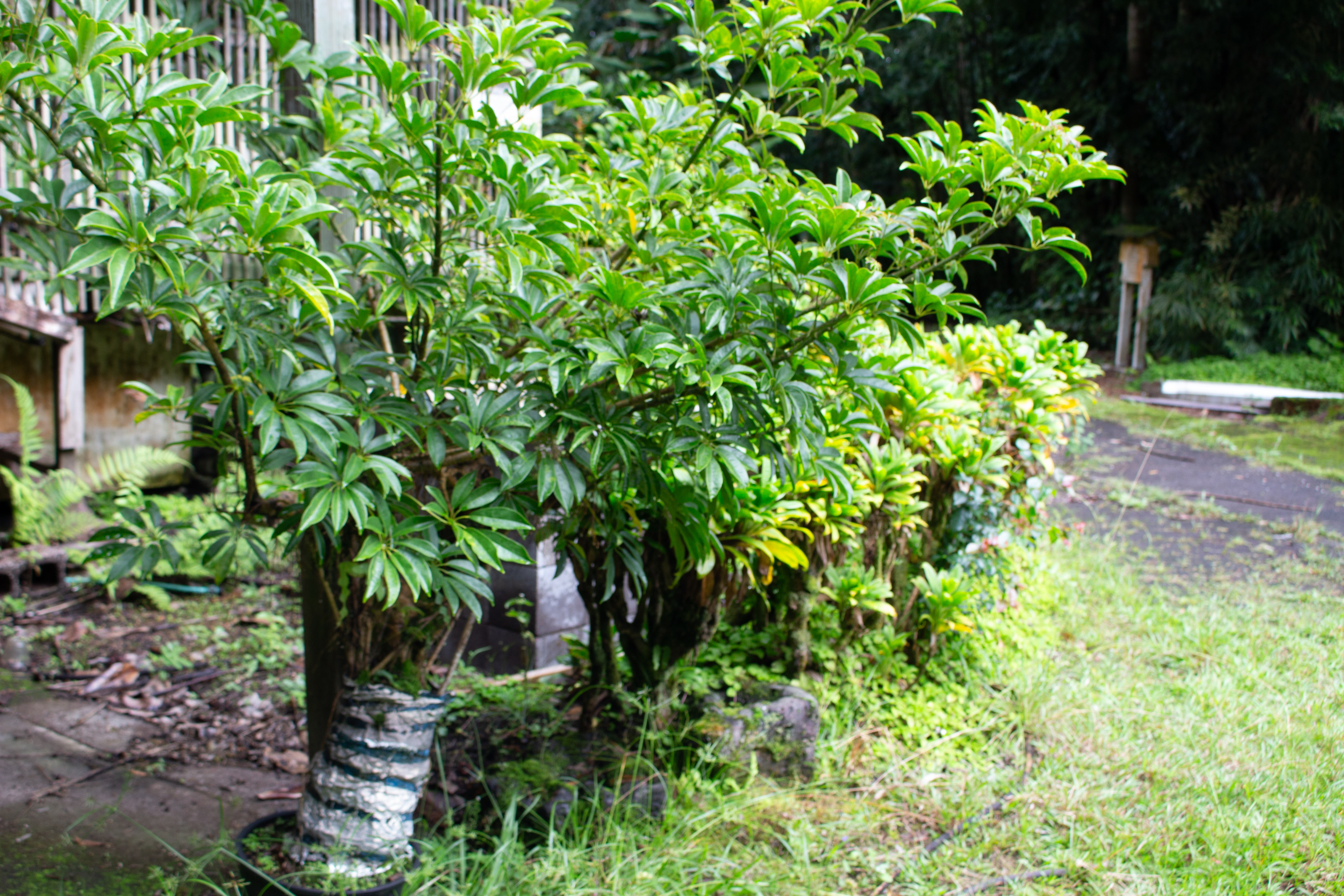 17-856-a Ola'a Road Kurtistown, HI 96760 - Photo 10 of 20 a plant view