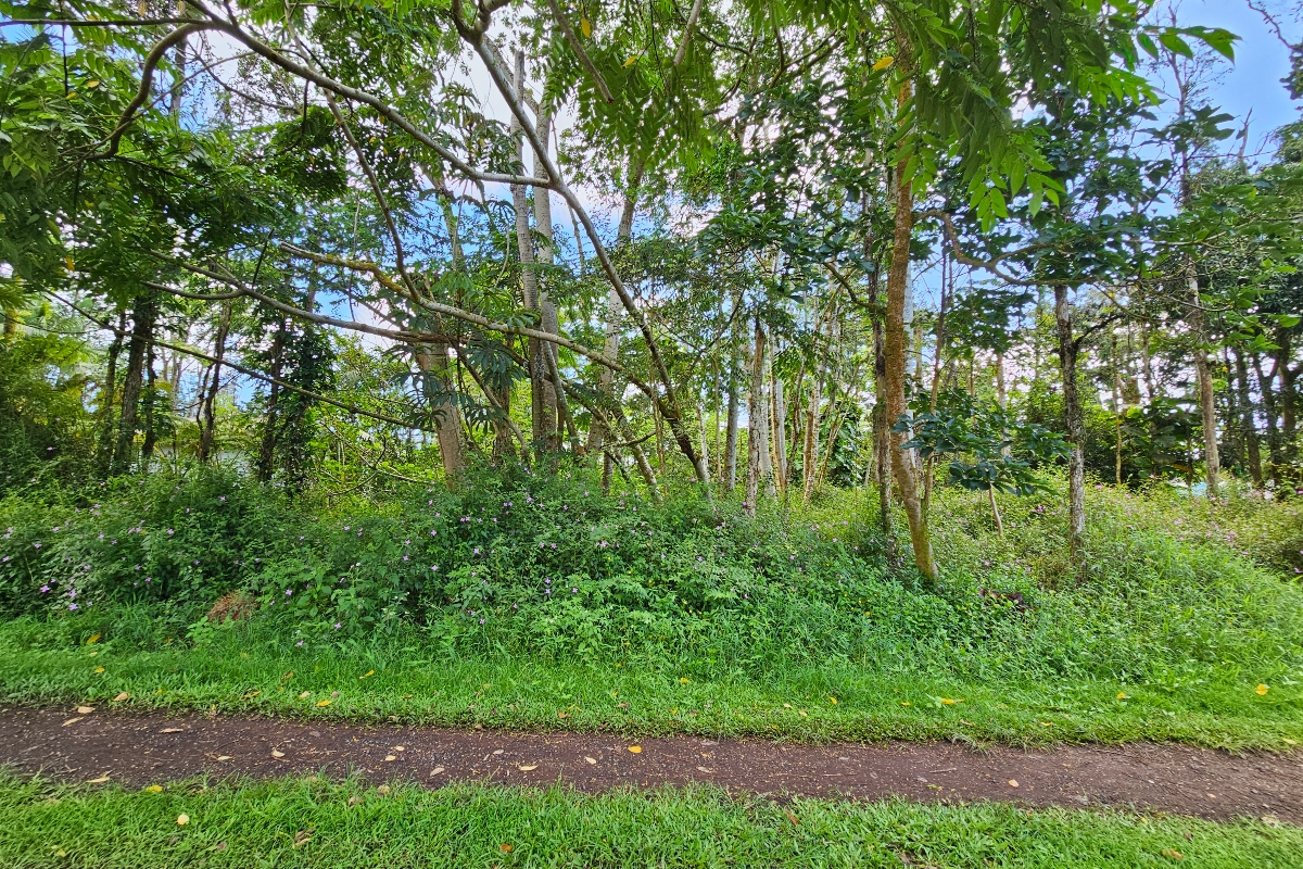 532 Priscilla Road Pahoa, HI 96778 - Photo 4 of 6 a view of a yard