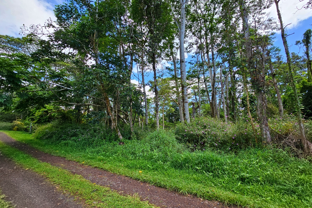 532 Priscilla Road Pahoa, HI 96778 - Photo 5 of 6 a view of a garden