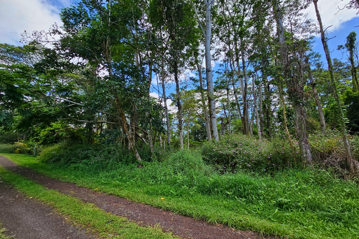 532 Priscilla Road Pahoa, HI 96778 - Photo 6 of 6 a view of a garden