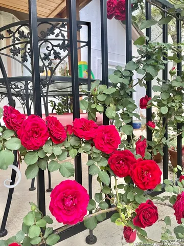 a view of a that has a bunch of flowers