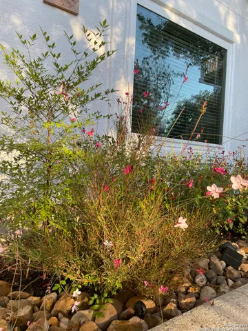 a view of a tree with flower in front of it