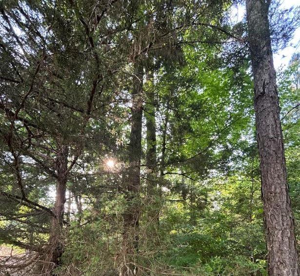 0 Grand Cane Fire Tower Road Grand Cane, LA 71032 - Photo 3 of 7 a view of tree