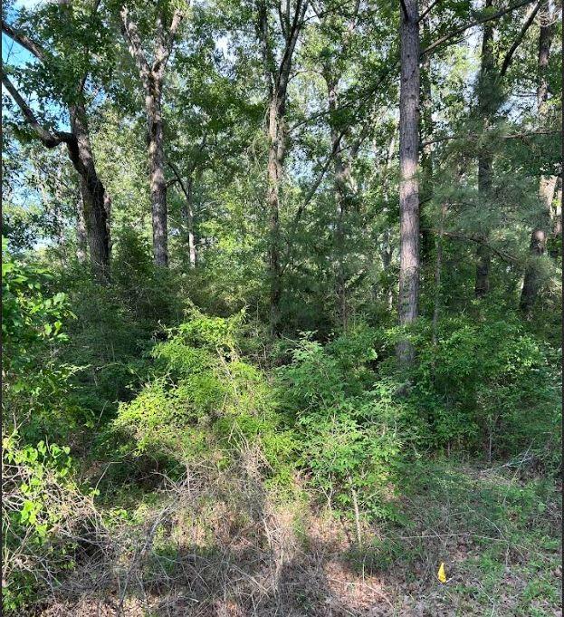 0 Grand Cane Fire Tower Road Grand Cane, LA 71032 - Photo 5 of 7 a view of a lush green forest