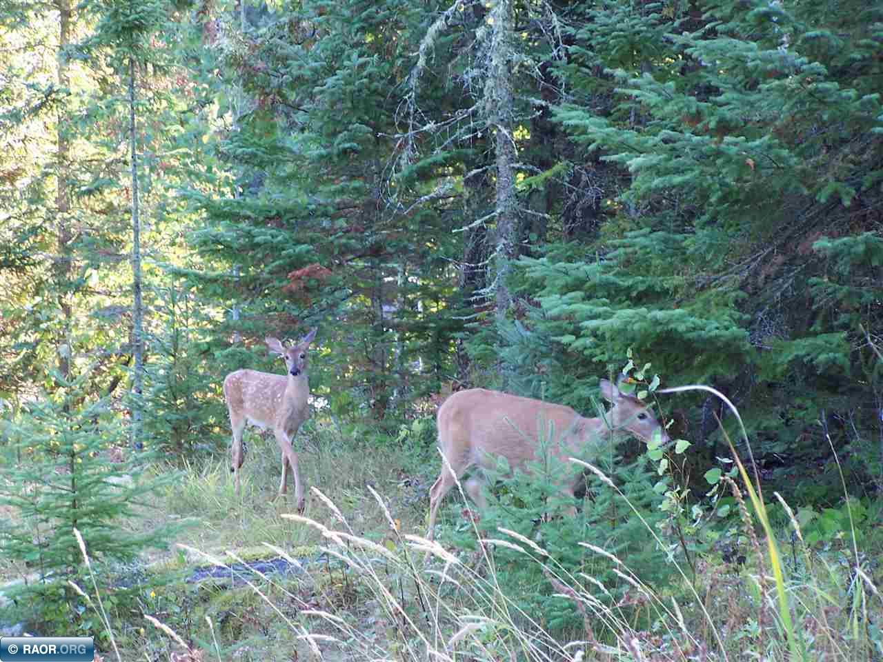 Tbd Burma Road Kabetogama, MN 56669 - Photo 15 of 15 Gallery Image 15