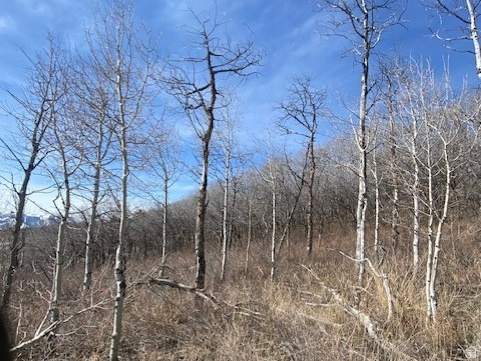 2604 South Forest Meadow Road, Unit C82 Coalville, UT 84017 - Photo 11 of 27 View of nature