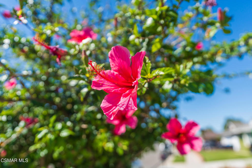 2517 Phyllis Street Simi Valley, CA 93065 - Photo 20 of 28