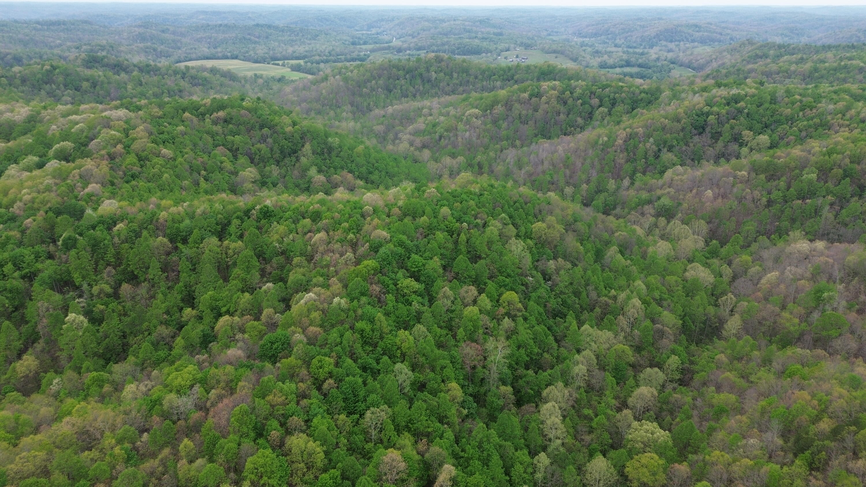1271 A Tunnel Ridge Road Grayson, KY 41143 - Photo 66 of 134 Trees