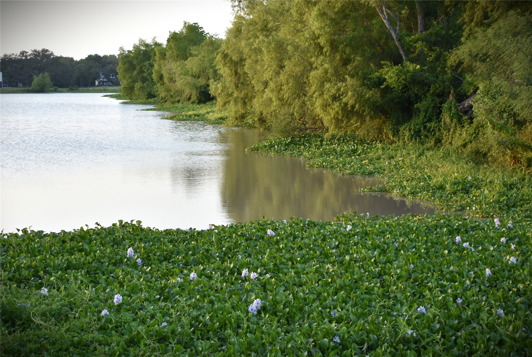 23210 FM 521 Road Angleton, TX 77515 - Photo 18 of 23 a view of a lake from a yard