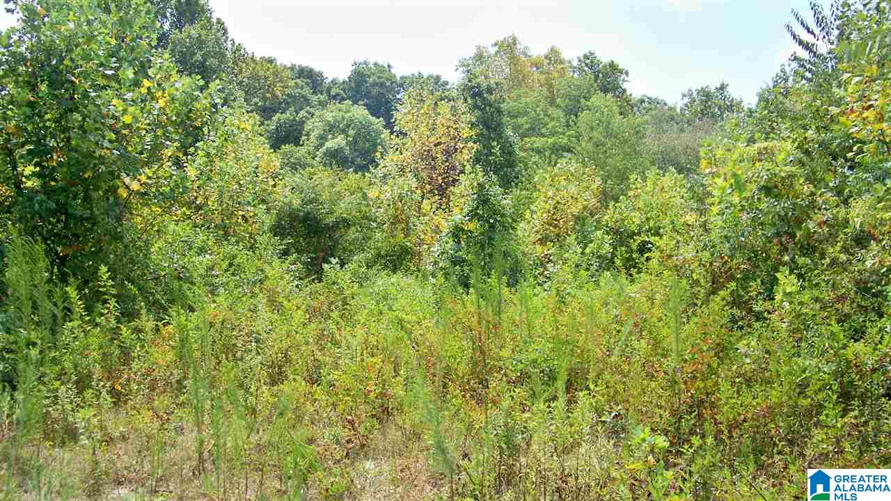 Hanson Road, Unit 33 Horton, AL 35980 - Photo 6 of 9