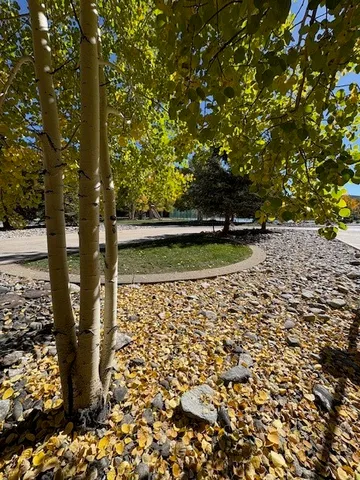 a view of a yard with large trees