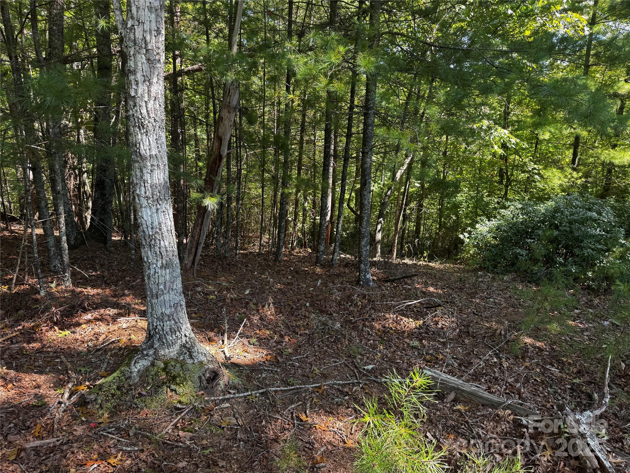 178 Beacon Ridge Drive Nebo, NC 28761 - Photo 7 of 20 a view of a forest with trees