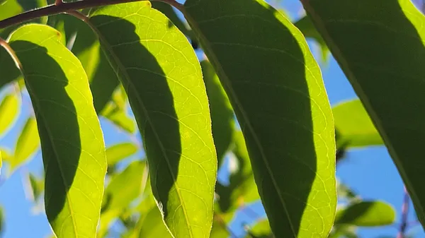 a view of a bird of a house