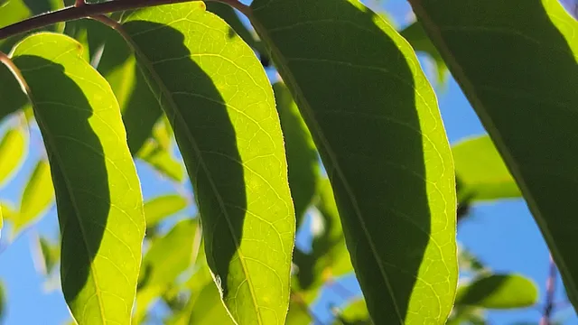 a view of a bird of a house