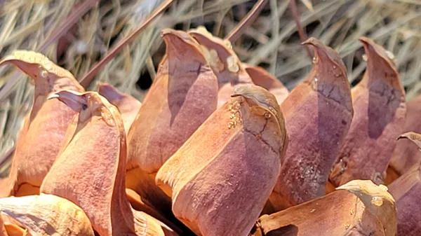 a view of a yard with swimming pool