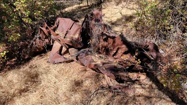 a view of a palm plant
