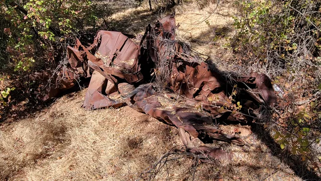 a view of a palm plant
