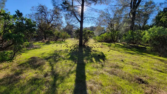 a view of a yard with trees