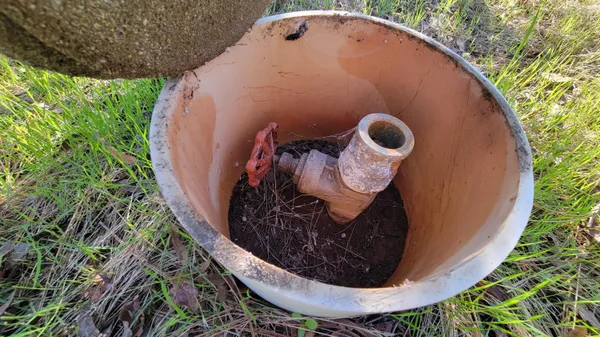 a view of a yard with plants and large trees
