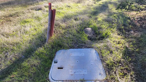 a close up of a plant in a garden
