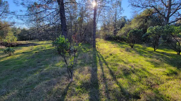 a view of a trees in a yard