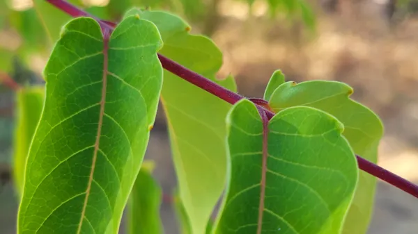 a view of a swimming pool