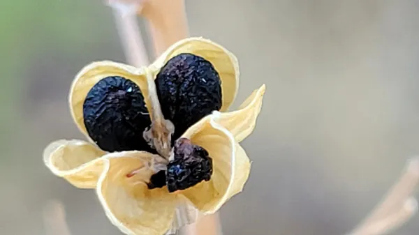 a view of walk in closet with clothes