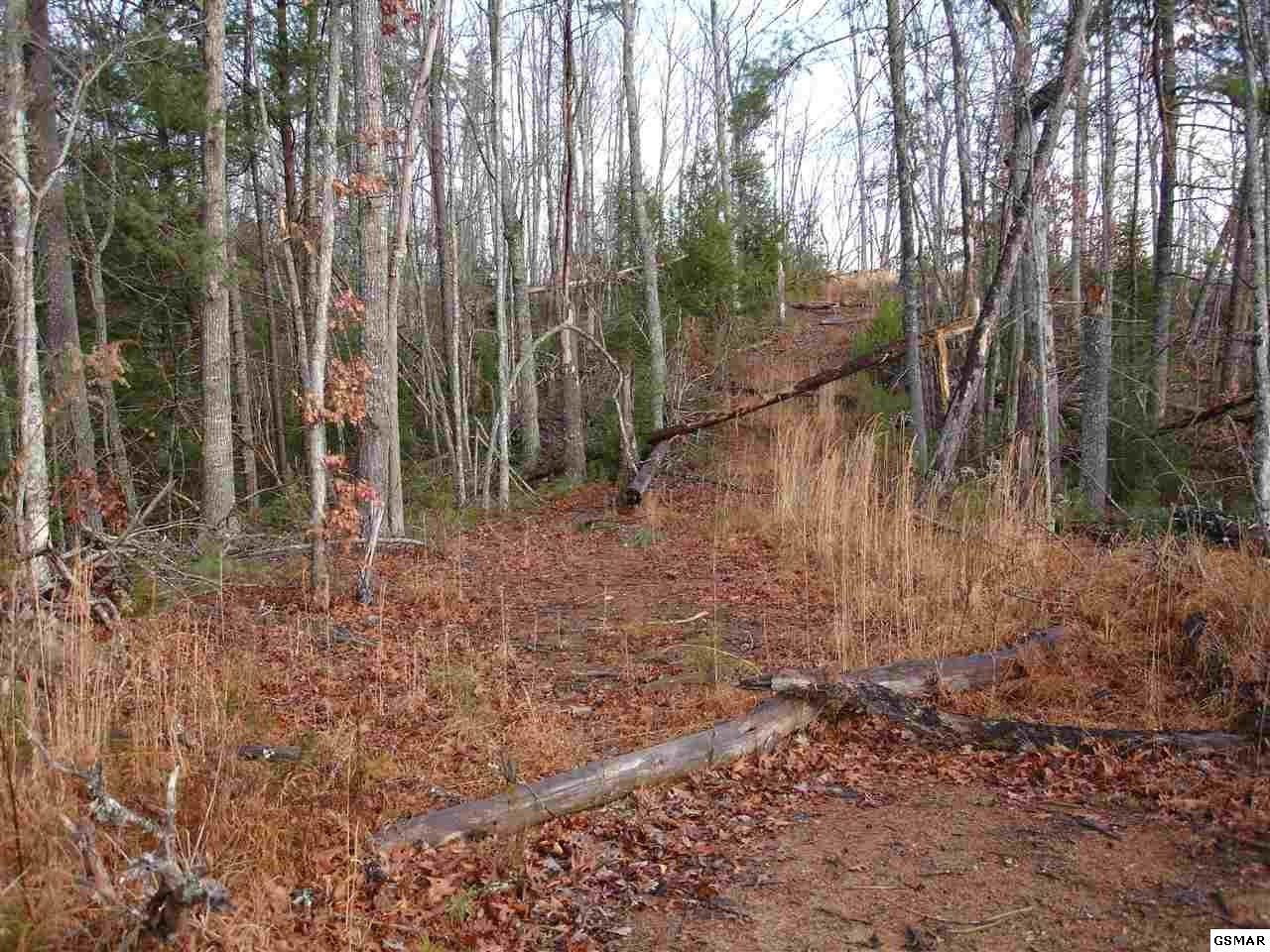 0 Stinnett Ridge Road Cosby, TN 37722 - Photo 5 of 10