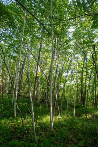 $70,000 | Xxxx Moonlight Drive, Carlton, MN 55718