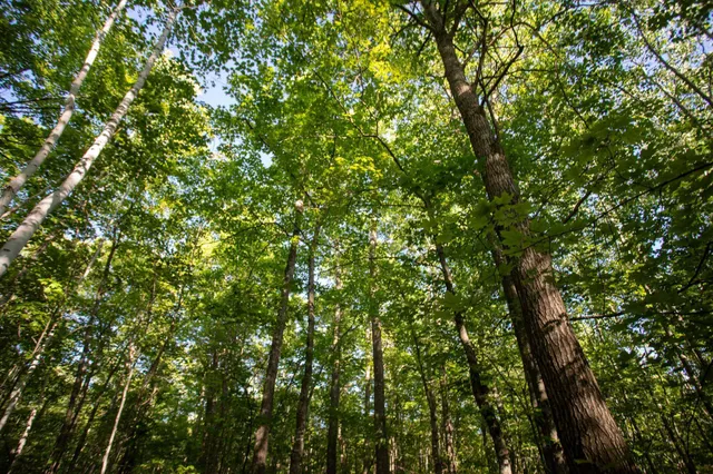 $70,000 | Xxxx Moonlight Drive, Carlton, MN 55718