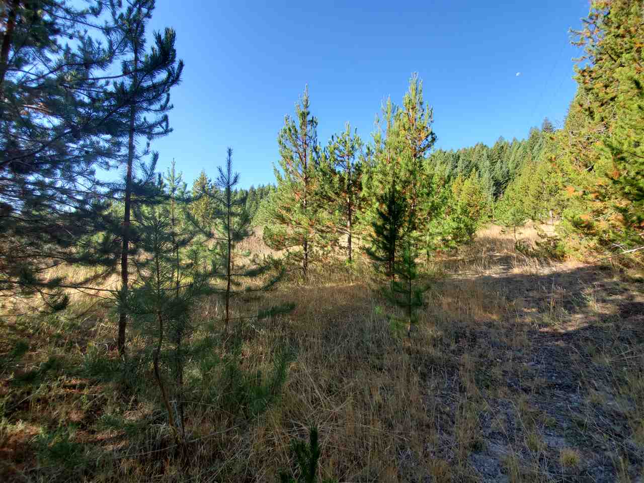38-xx Spring Valley Road Newport, WA 99156 - Photo 12 of 28 Gallery Image 12