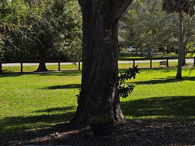 a view of a park with large trees