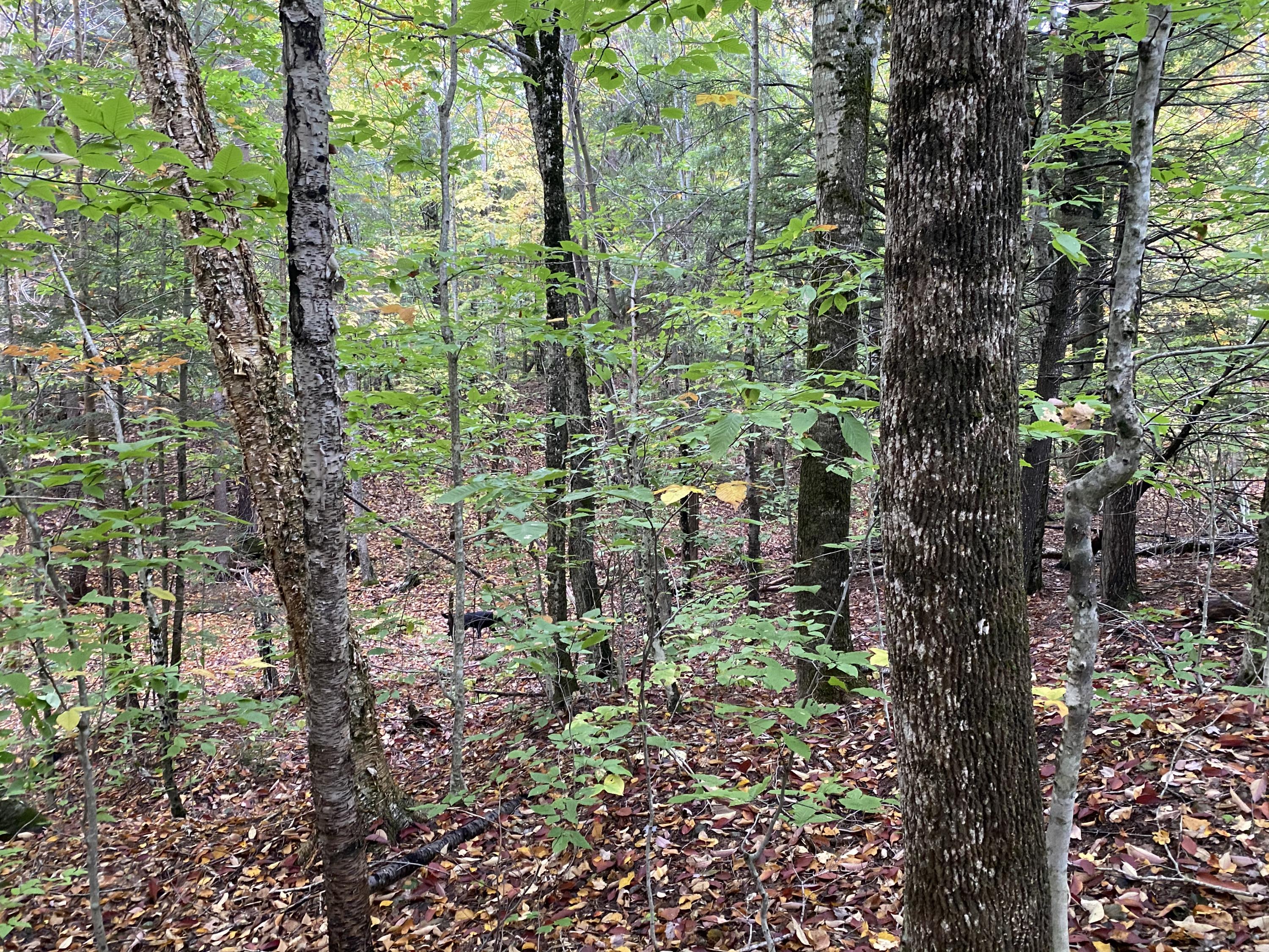 Lot 46 Dill Valley Road Lakeville, ME 04487 - Photo 5 of 38 Photo Sep 29, 11 49 33 AM