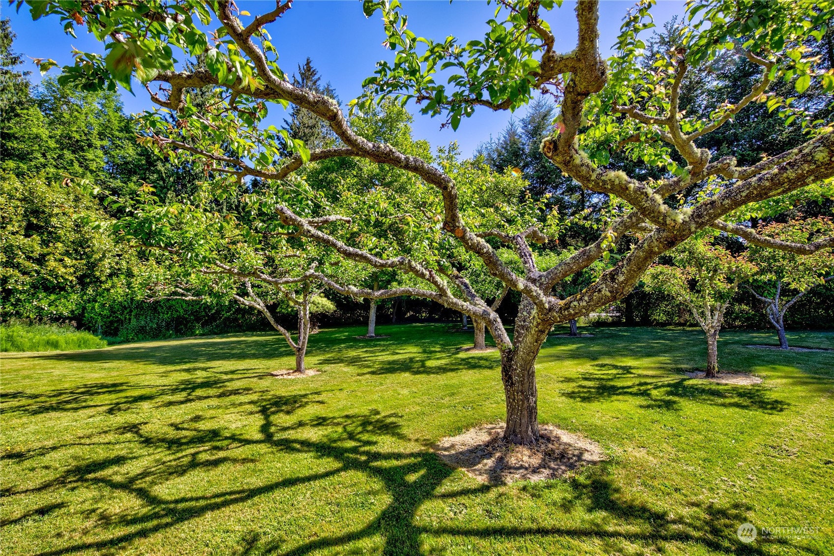 174 Lot 9&10 Knutsen Farm Road Sequim, WA 98382 - Photo 33 of 40 a view of a trees with a yard