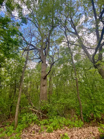 $30,000 | Hillside Drive, Weyauwega, WI 54983