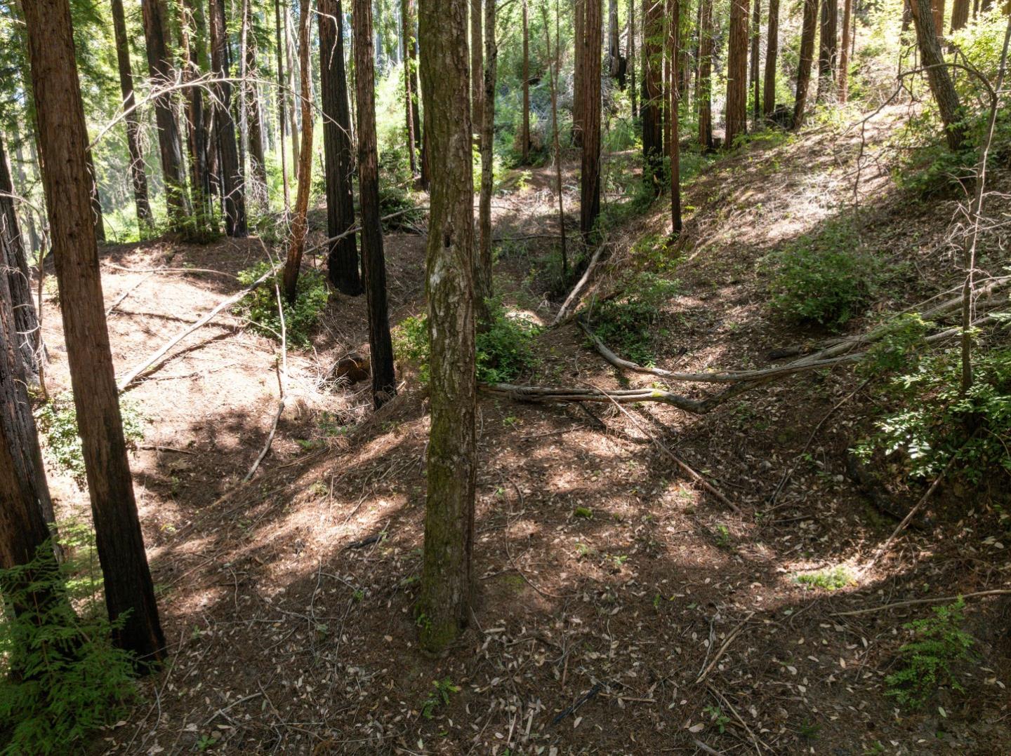 Lot 17 Branson Ranch Boulder Creek, CA 95006 - Photo 36 of 45 a view of forest