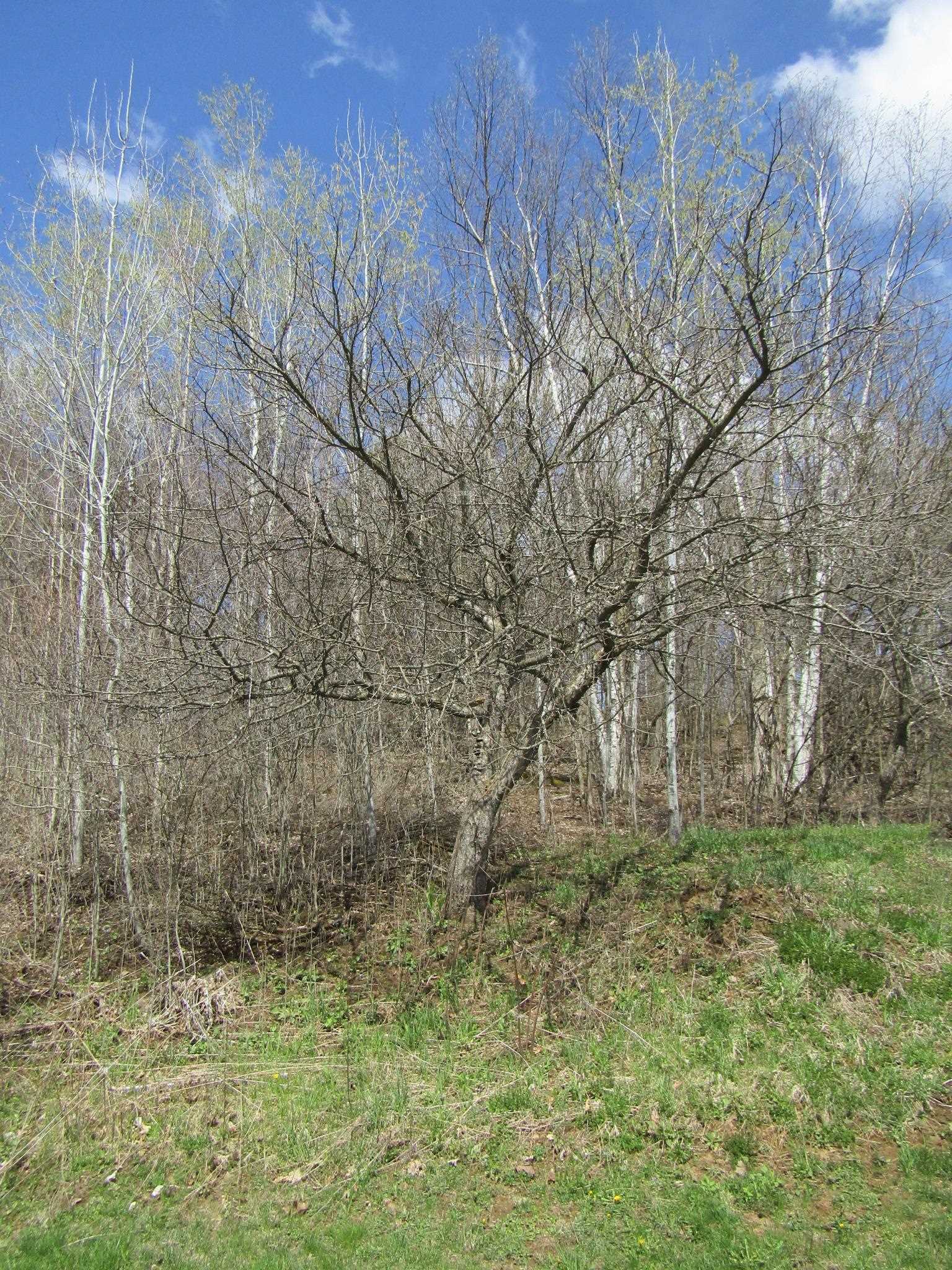 3396 Rollo Road Highgate, VT 05488 - Photo 36 of 40
