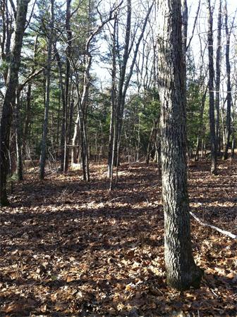 0 Greystone Road Dover, MA 02030 - Photo 5 of 8 Gallery Image 5