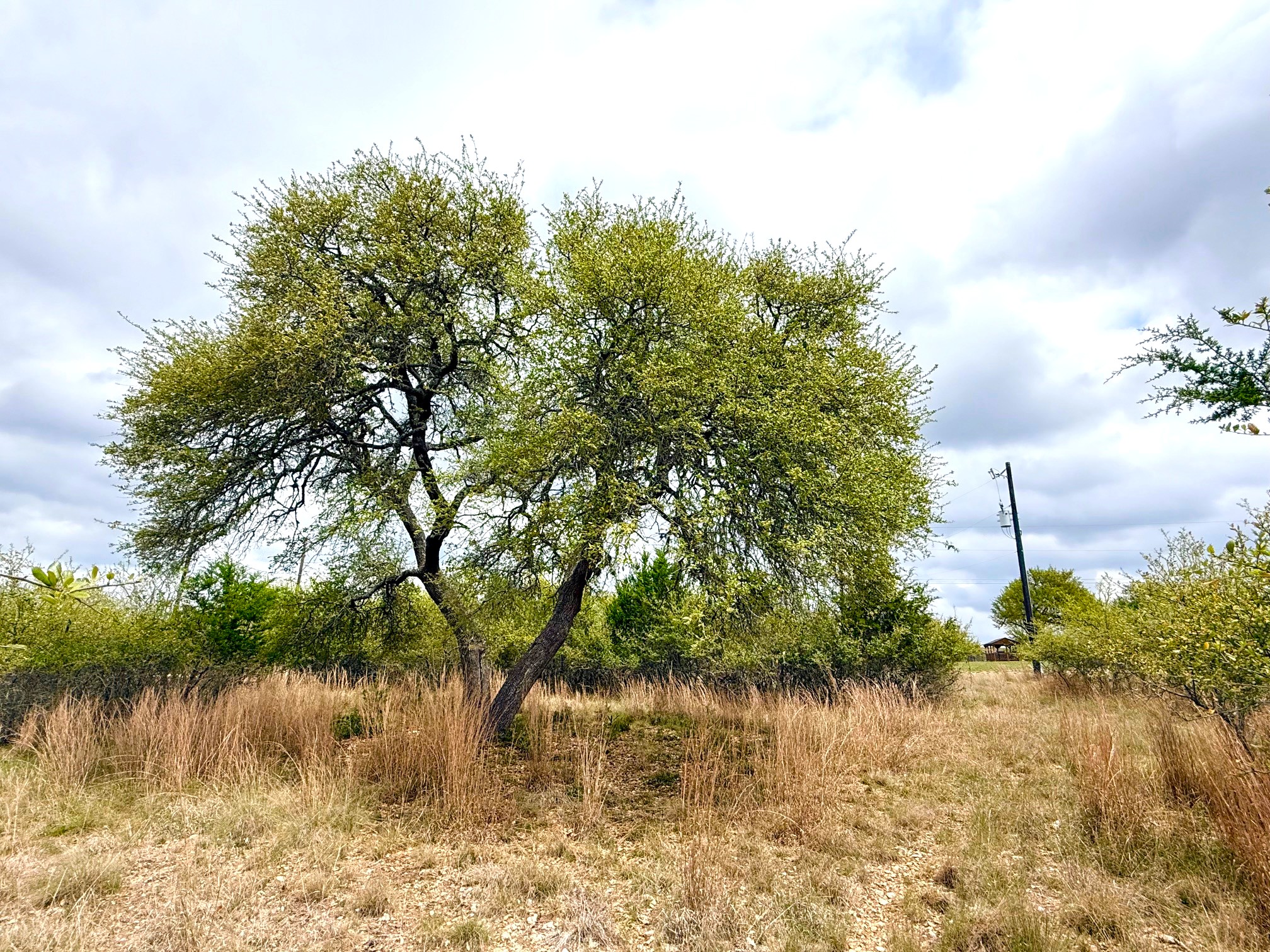 103 Ira Long Blanco, TX 78606 - Photo 5 of 12 a view of a lake view