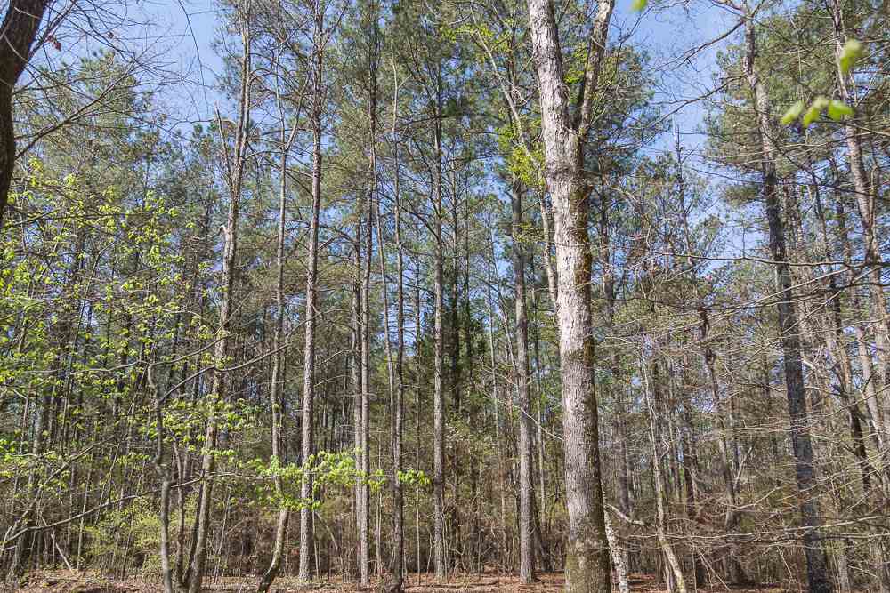 Simms School Road Central, SC 29630 - Photo 2 of 10