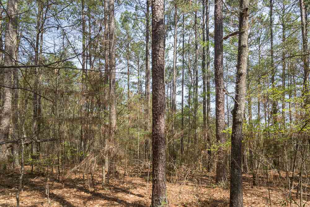 Simms School Road Central, SC 29630 - Photo 4 of 10