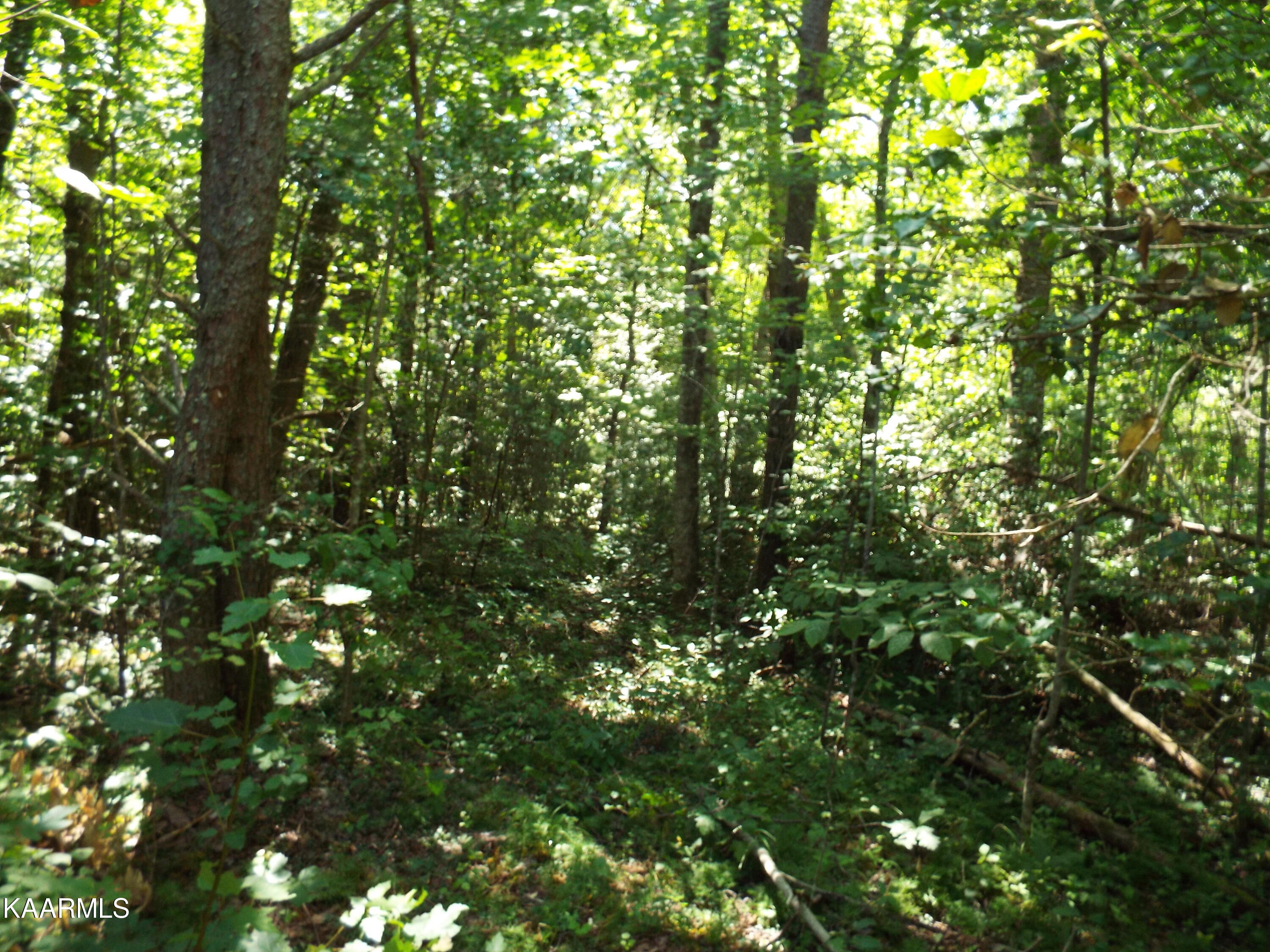 41-42 George Drive Deer Lodge, TN 37726 - Photo 8 of 10 DSCF0089