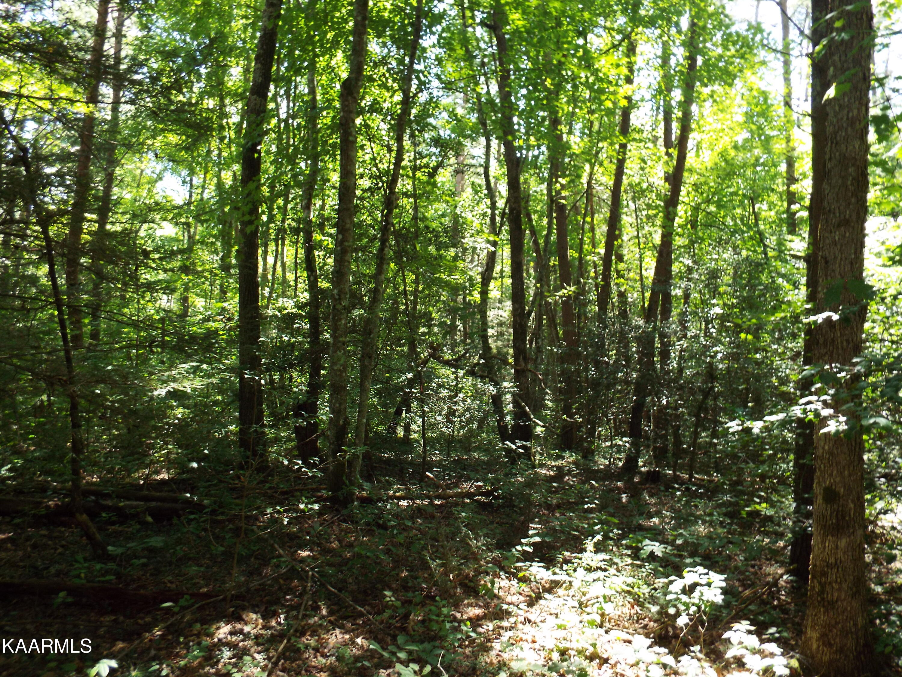 41-42 George Drive Deer Lodge, TN 37726 - Photo 9 of 10 DSCF0090