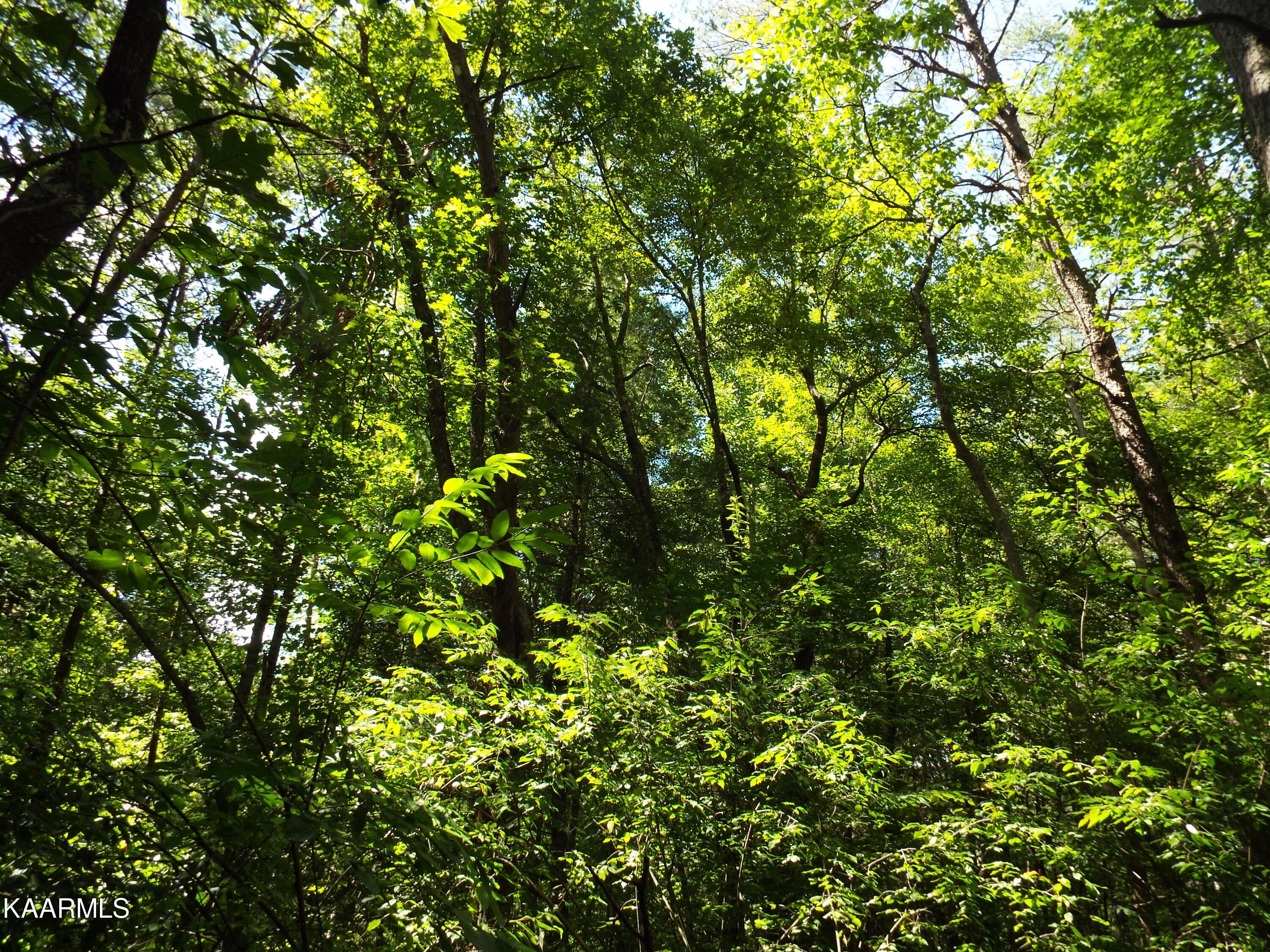 41-42 George Drive Deer Lodge, TN 37726 - Photo 10 of 10 DSCF0092