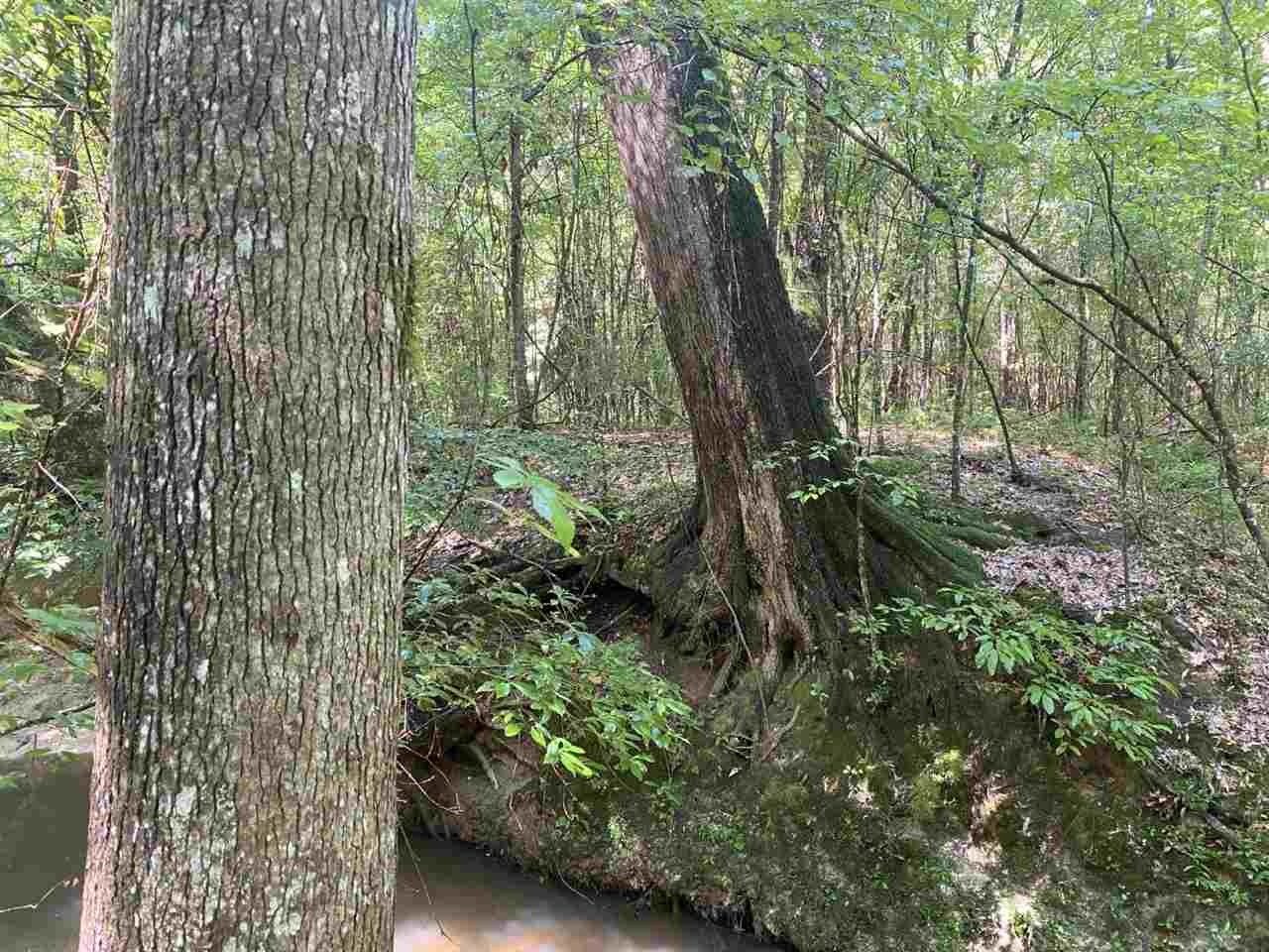0 Rials Creek Road Georgetown, MS 39078 - Photo 8 of 40 Photo 8